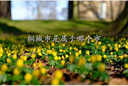 桐城市是属于哪个市
