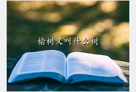 榆树又叫什么树