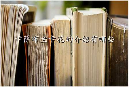 卡萨布兰卡花的介绍有哪些