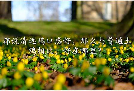 都说清远鸡口感好,那么与普通土鸡相比,好在哪里?