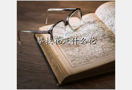 攀枝花是什么花